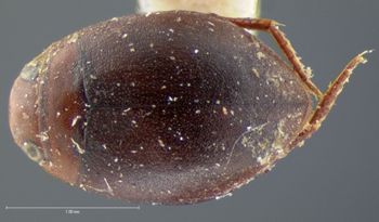 Media type: image;   Entomology 5989 Aspect: habitus dorsal view